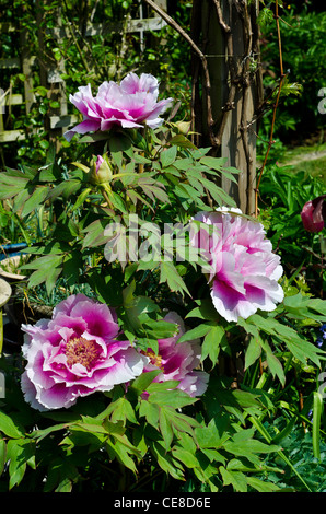 Rosa Baumpäonie Blumen Stockfoto