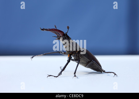 Europäischen männlichen Hirschkäfer Lucanus Cervus Abwehrhaltung anzeigen Stockfoto