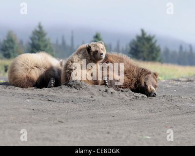 Braunbär (Ursus Artos) Sau Krankenpflege ihre zwei jungen Stockfoto