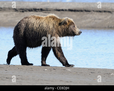 Braunbär (Ursus Artos) A Sau Fortschritte am Ufer eines Baches Stockfoto
