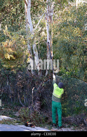 Hecke schneiden Workman, Calypso, Mijas Costa, Provinz Malaga, Costa Del Sol, Andalusien, Südspanien, Westeuropa. Stockfoto