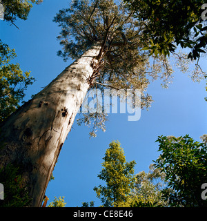 Eberesche Eukalyptus Regnans Dandenong Regenwald Victoria Australien Stockfoto