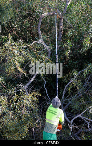 Hecke schneiden Workman, Calypso, Mijas Costa, Provinz Malaga, Costa Del Sol, Andalusien, Südspanien, Westeuropa. Stockfoto