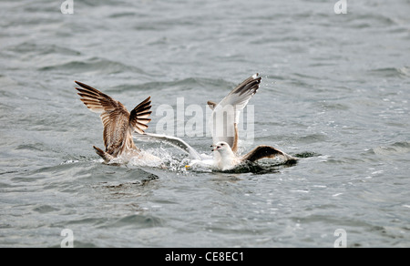 Aufräumvorgang Möwen am Meer kämpfen auf dem Wasser für tote Fische, Niederlande Stockfoto