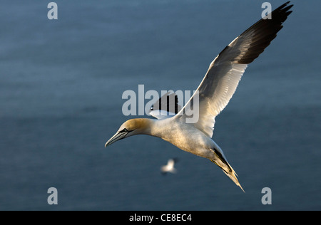 Basstölpel (Morus Bassanus / Sula Bassana) fliegen über dem Meer, Hegoland, Deutschland Stockfoto