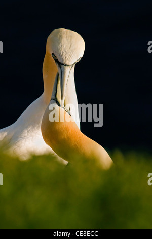 Basstölpel (Morus Bassanus / Sula Bassana) putzen während der Balz, Hegoland, Deutschland Stockfoto