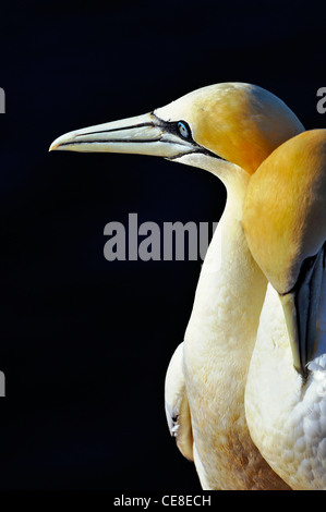 Umwerben Basstölpel (Morus Bassanus / Sula Bassana) putzen ihr Gefieder, Hegoland, Deutschland Stockfoto