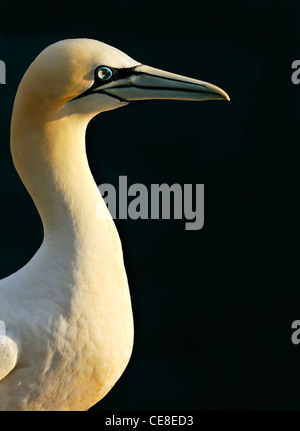 Basstölpel (Morus Bassanus / Sula Bassana) großaufnahme, Hegoland, Deutschland Stockfoto