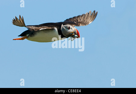 Papageitaucher (Fratercula Arctica) während des Fluges mit einem Schnabel voller Sandaale, Schottland, UK Stockfoto