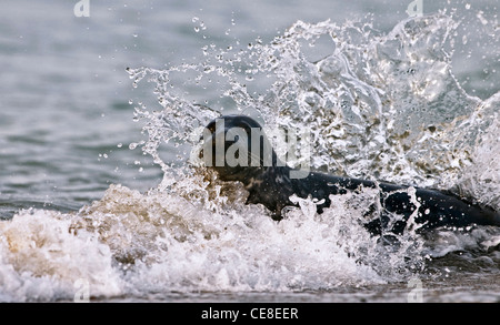 Graue Dichtung (Halichoerus Grypus) schwimmen in der Brandung, Düne, Helgoland, Deutschland Stockfoto