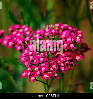 Achillea Millefolium Cerise Queen rosa Blumen gemeinsamen Schafgarbe Sommer Closeup selektiven Fokus Pflanze Porträts Stauden Erdbeerbaum- Stockfoto