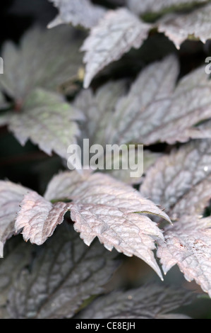 Actaea simplex Var simplex Brunette Atropurpurea Gruppe Syn Synonym Cimicifuga simplex Bugbane mehrjährige braune Laub Blätter Stockfoto