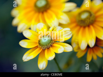 Black-Eyed Susans, (Rudbeckia Hirta), Nahaufnahme Stockfoto