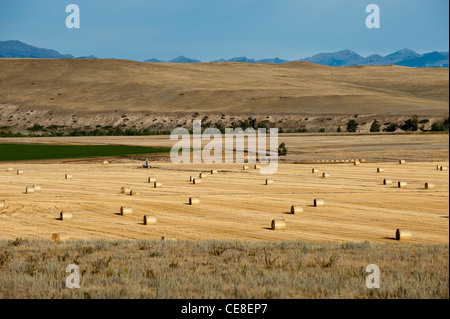 Rollen von Luzerne in einem Feld in der Nähe von Choteau, Montana.  Luzerne dient als Viehfutter in Montana. Stockfoto