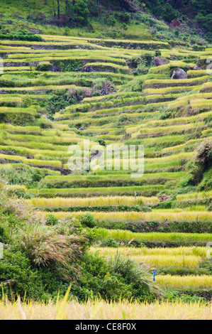 Reis-Terrassen in Philippinen. Stockfoto