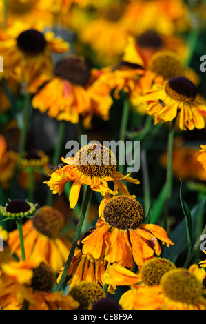 Helenium Wyndley Sneezeworts Heleniums bright orange gelb Sommer Blumen Blüten Pflanzen Porträts Stauden sneezeweed Stockfoto