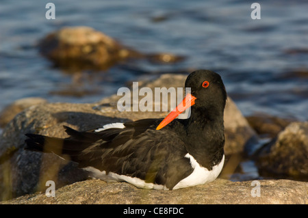 Austernfischer (Haematopus ostralegus) Stockfoto