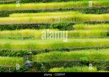 eine Seitenansicht der Reisterrassen in Philippinen. Stockfoto