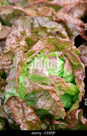 Lactuca Sativa Merveille des Quatre Saisons Salat Wunder Wunder der vier Jahreszeiten Bronze Farbton Kopfsalat Blätter essbar gefärbt Stockfoto