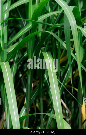 Miscanthus Sacchariflorus Amur Silber-Grass Silber Banner Rasen winterharte mehrjährige krautige Rasen Gräser Zier architectura Stockfoto