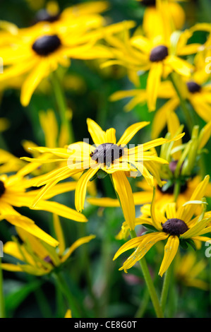 Rudbeckia Fulgida Var Sullivantii Goldsturm Rudbeckias Sonnenhut hellgelb schwarzen Zentren Blumen Blüte Blüten Stockfoto