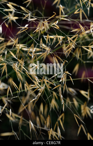 Stipa Gigantea Riesen Federgras Samen Hintergrundbeleuchtung Sonnenlicht Herbst Ziergräser Seedheads Hintergrundbeleuchtung Hintergrundbeleuchtung Grafik golden Stockfoto