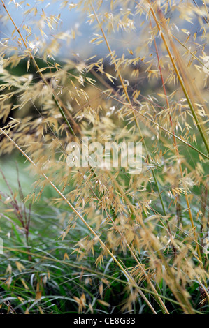 Stipa Gigantea Riesen Federgras Samen Hintergrundbeleuchtung Sonnenlicht Herbst Ziergräser Seedheads Hintergrundbeleuchtung Hintergrundbeleuchtung Grafik golden Stockfoto