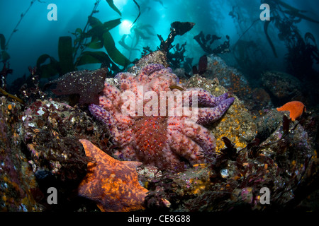 Eine räuberische Sonnenblumen Seestern, Pycnopodia Helianthoides, kriecht inmitten der Felsen auf der Unterseite von einem Kelpwald. Stockfoto