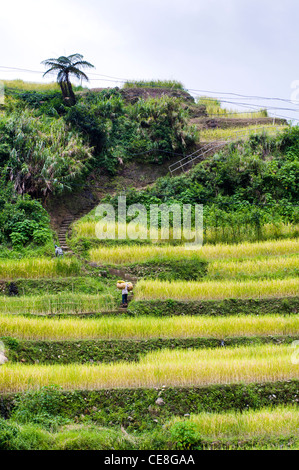 Maligcong Reis-Terrassen in Philippinen. Stockfoto