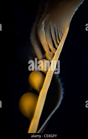 Giant Kelp, Macrocystis Pyrifera, auch bekannt als Giant Blase Seetang, ist eine große Braunalgen, die häufig in Kalifornien gefunden. Stockfoto