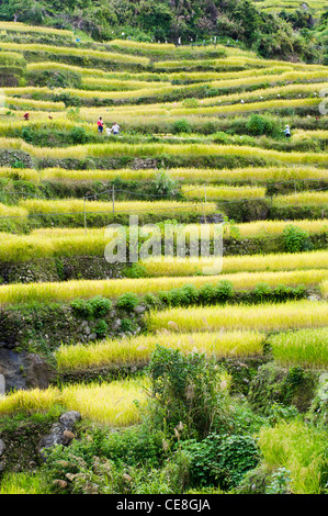 Maligcong Reis-Terrassen in Philippinen. Stockfoto