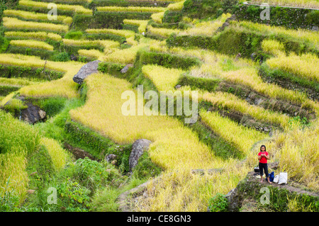 Maligcong Reis-Terrassen in Philippinen. Stockfoto