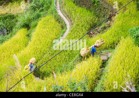 Maligcong Reis-Terrassen in Philippinen. Stockfoto