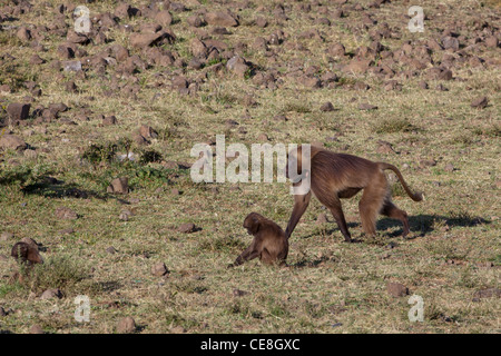 Gelada Paviane Theropithecus (Papio) Gelada. Erwachsene und Jugendliche. Endemisch. Hochland. Äthiopien. Stockfoto