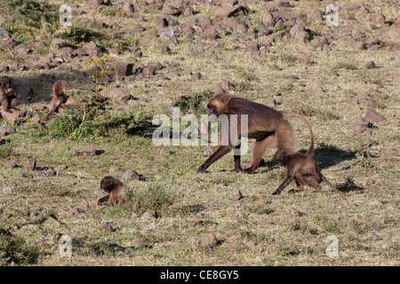 Gelada Paviane Theropithecus (Papio) Gelada. Erwachsene und Jugendliche. Auf der Suche nach Nahrung. Endemisch. Hochland. Äthiopien. Stockfoto