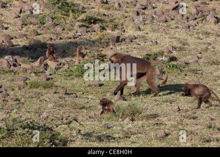 Gelada Paviane Theropithecus (Papio) Gelada. Erwachsene und Jugendliche. Lebensmittel zu sammeln. Endemisch. Hochland. Äthiopien. Stockfoto