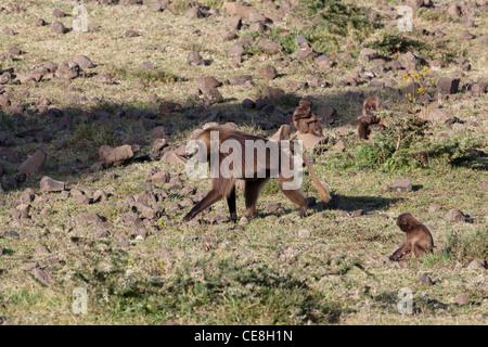 Gelada Paviane Theropithecus (Papio) Gelada. Erwachsene und Jugendliche. Auf der Suche nach Nahrung. Hochland. Endemisch. Äthiopien. Stockfoto