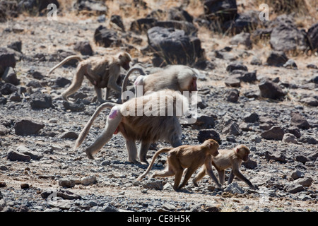 Hamadryas Paviane (Papio Hamadryas). Mitglieder einer Truppe, die für eine Wasserstelle. Awash Nationalpark. Äthiopien. Stockfoto