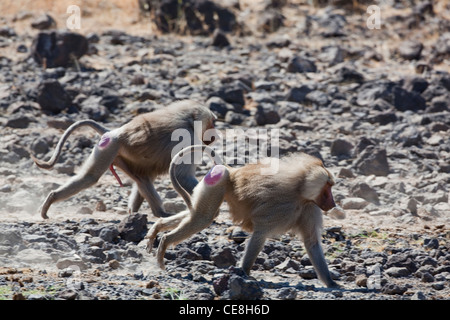 Hamadryas Paviane (Papio Hamadryas). Männer. Mitglieder einer Truppe, die für eine Wasserstelle. Awash Nationalpark. Äthiopien. Stockfoto