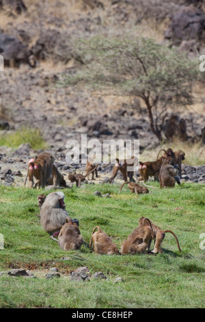 Hamadryas Paviane (Papio Hamadryas). Männlich. Über Frauen an einem Wasserloch beobachten. Awash Nationalpark. Äthiopien. Stockfoto