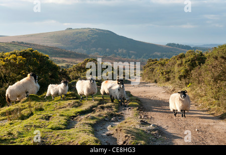 Schafe wandern über einen Pfad auf Dartmoor, Devon UK Stockfoto