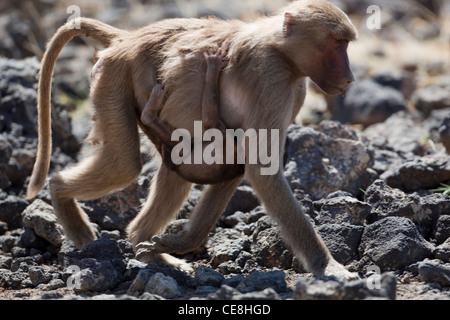 Hamadryas Pavian (Papio Hamadryas). Weibliche tragen gut gewachsene junge. Äthiopien. Stockfoto