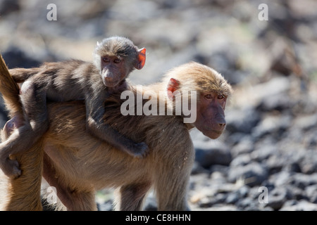 Hamadryas Pavian (Papio Hamadryas). Weibliche tragen gut gewachsene junge. Äthiopien. Stockfoto