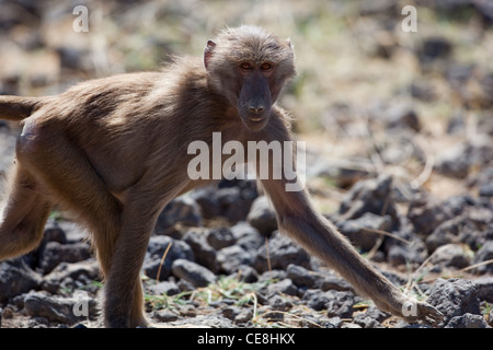 Hamadryas Pavian (Papio Hamadryas). Ein Junge, Sub-adulten Weibchen. Awash Nationalpark. Äthiopien. Stockfoto