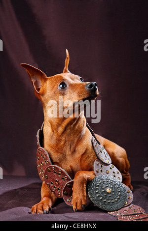 Rote Zwergpinscher Stockfoto