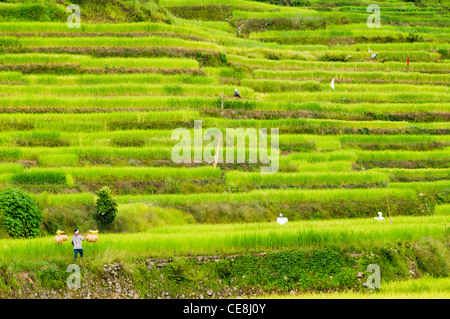 Bauer arbeitet im Reisfeld, Philippinen. Stockfoto