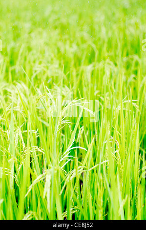 Reisfeld in Philippinen, für die Landwirtschaft-Hintergrund Stockfoto