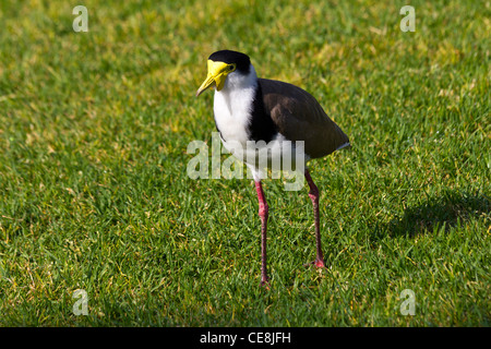 Maskierte Kiebitz (Vanellus Miles), The Domain, Sydney, Australien Stockfoto