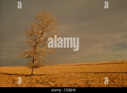 Einsamer kahlen Baum auf den High Plains im Winter, MT Stockfoto