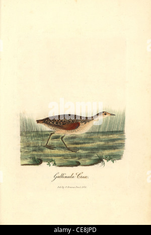 Mais Crake, Crex Crex. Stockfoto